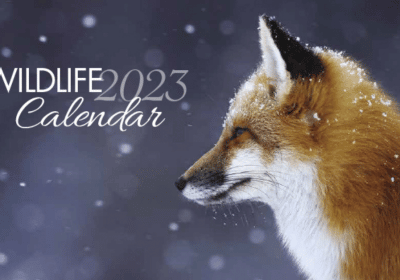 Receive Your FREE 2023 Canadian Wildlife Calendar • Canadian Savers